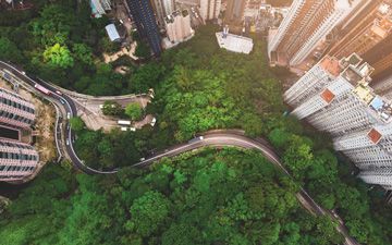 Trees around buildings