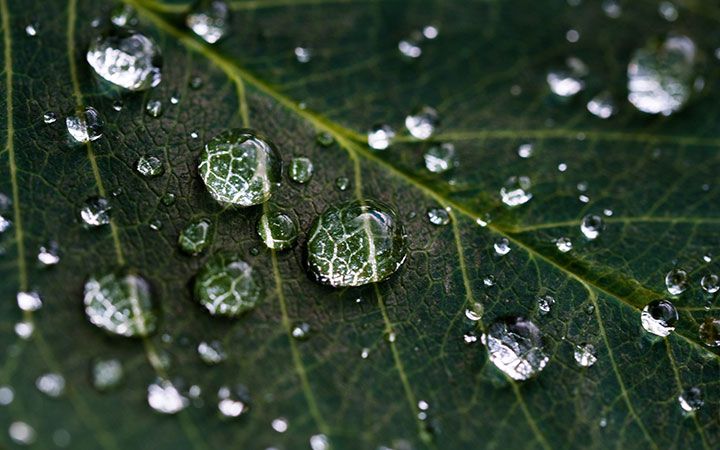 Water droplets on leaf - sustainability at the center of your business model