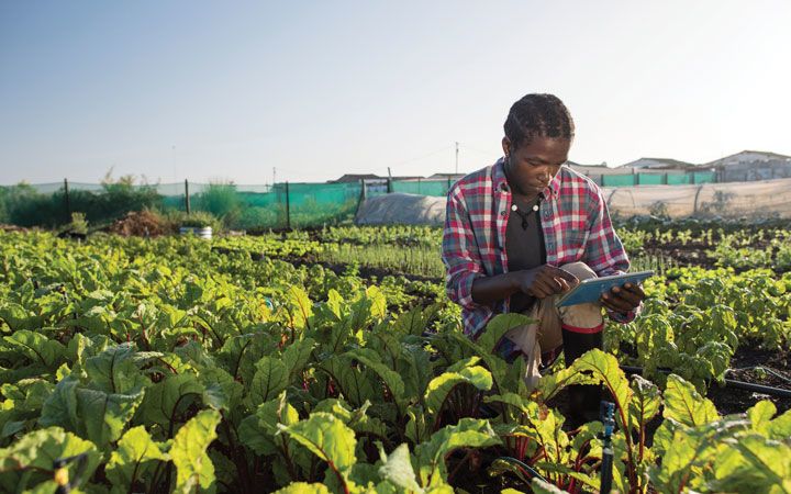 harvesting food security