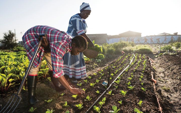 food security planting crops