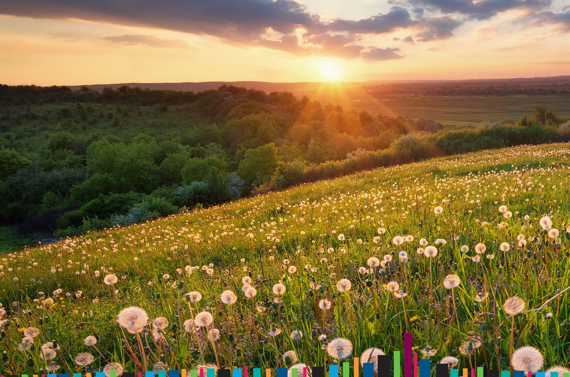 meadow with flowers and sunset
