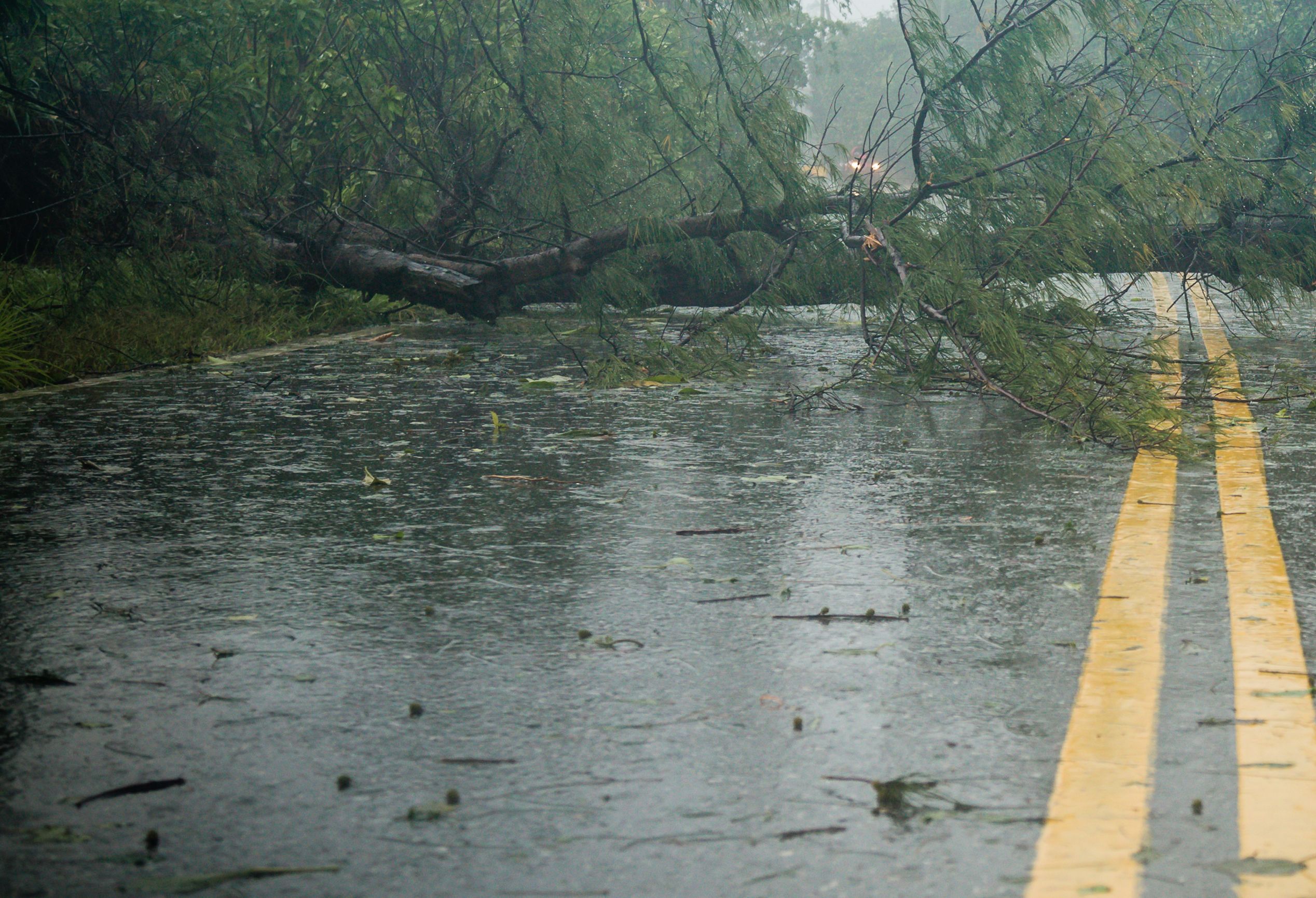CA guidelines, fema Montclair removal tree